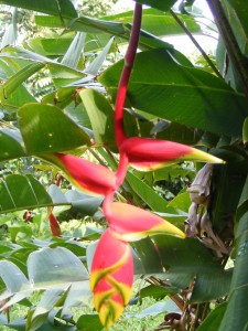 Red Rostrata Heliconia